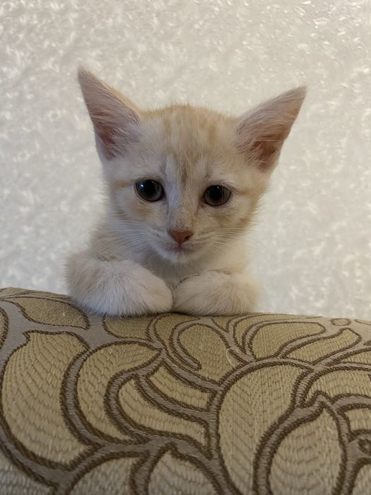 Котенок ищет добрых хозяев