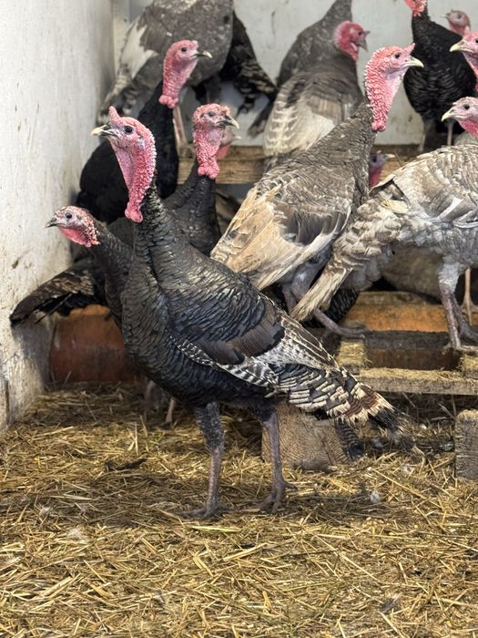 Curci de casă – crescute natural | Vii sau tăiate la cerere