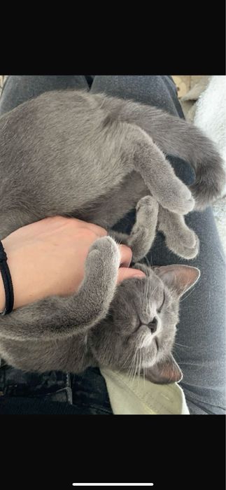 Отдам кошку в добрые руки