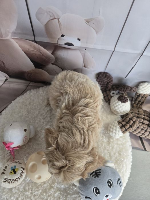 Пудел тийкъп ,Малтипу /Maltipoo