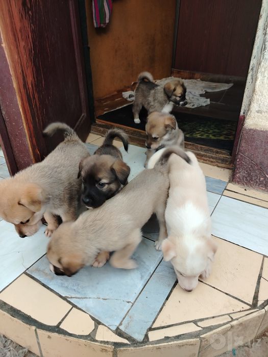 Щенки акита помесь
