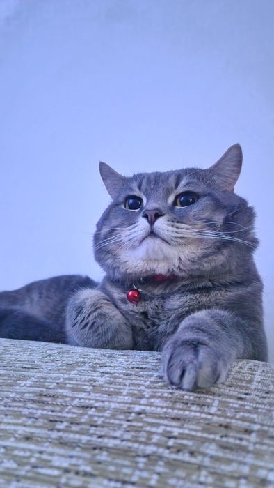 Отдам в добрые руки британца (мальчик) 6 лет