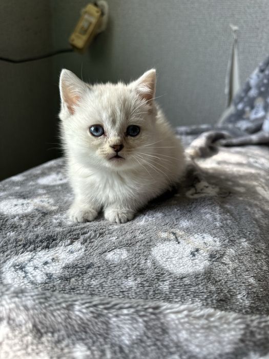 Продам шотладских котят