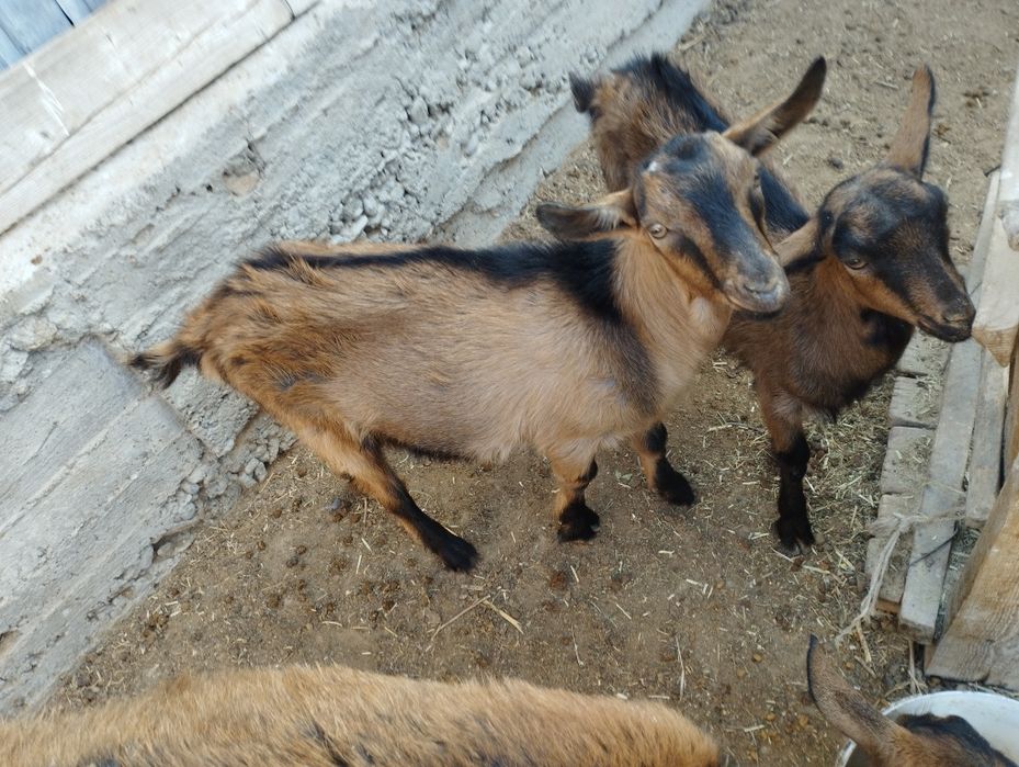 Алпі чех теке лақ сатылады.