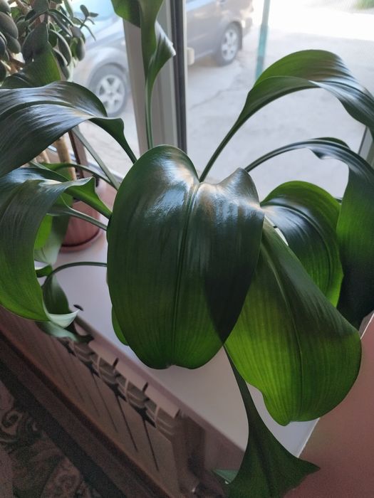 Продам комнатный цветок