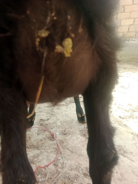 Ешкі сатылады сүтті