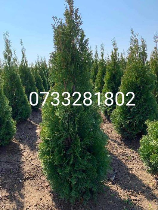 Tuia la cel mai mic preț