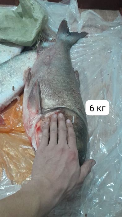 Рыба свежие рыбный фарш