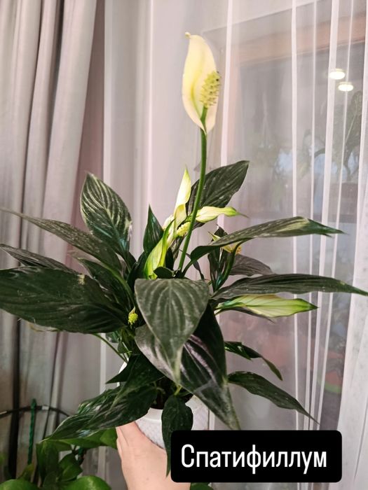 Отростки большой выбор