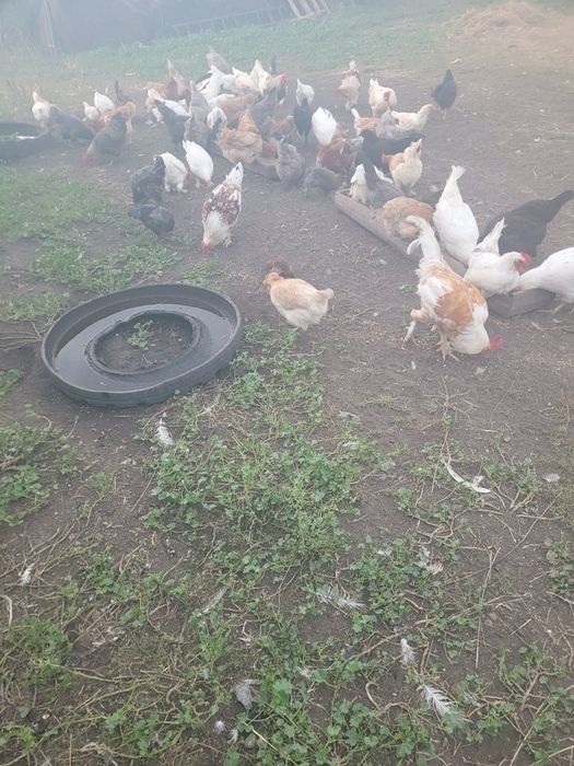 Продам курочек .