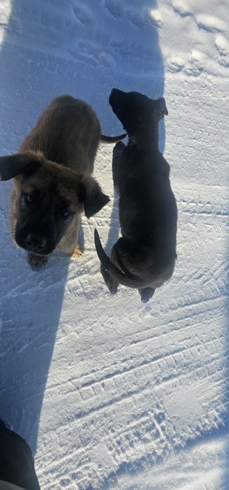 Немецкая овчарка