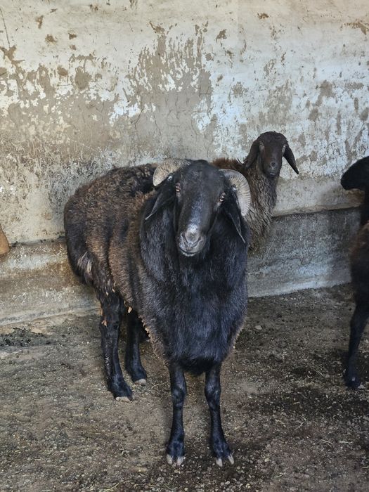 Қошқар мықты әлі жас биыл уйленген