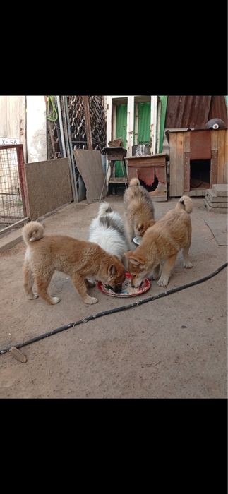 Щенки Лайки Зарадно Сибирской