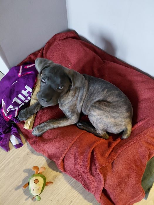 Продам щенка Коне Корсо