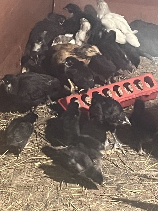 Астролорп Балапандары