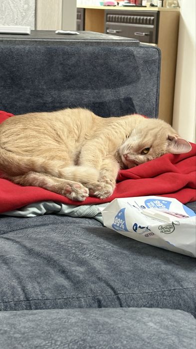 Отдам ласковую кошечку