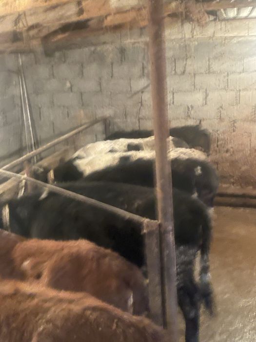 14 голов тёлочек продом только оптом