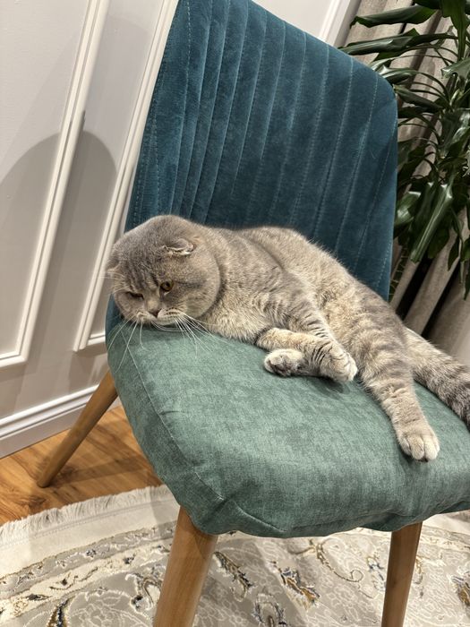 Vyazka uchun o’gil bola mushuk