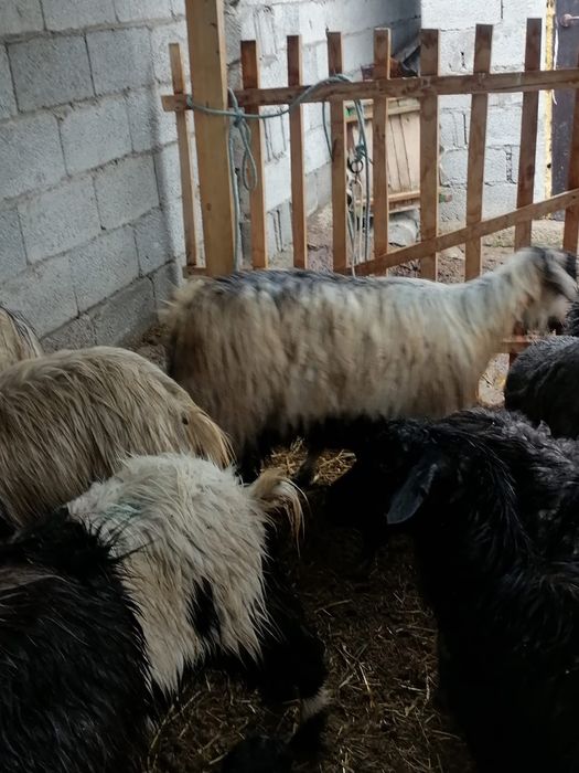 Лакты ешкилер...