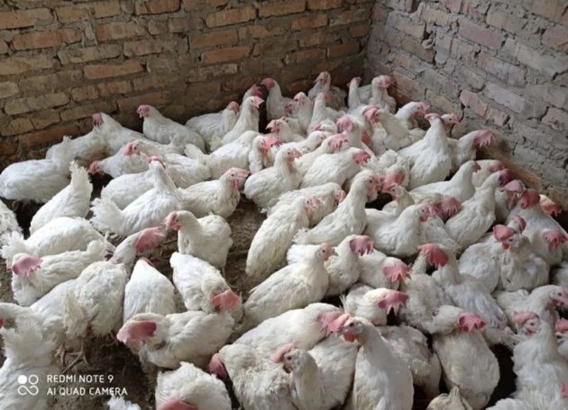 Куры                                                           несушки