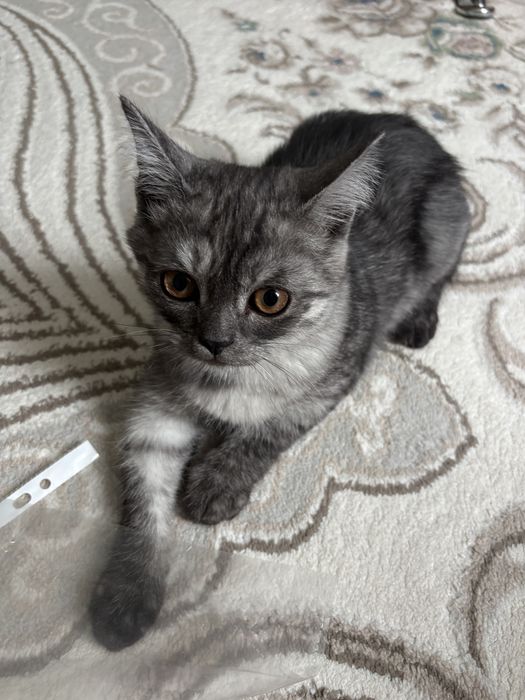 Бесплатно отдам котенка