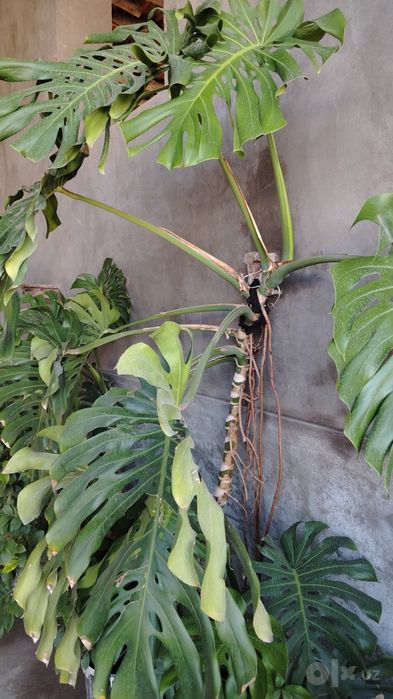 Monstera sotiladi
