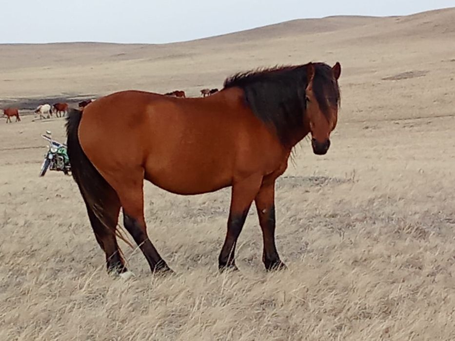 Айғыр сатылады .