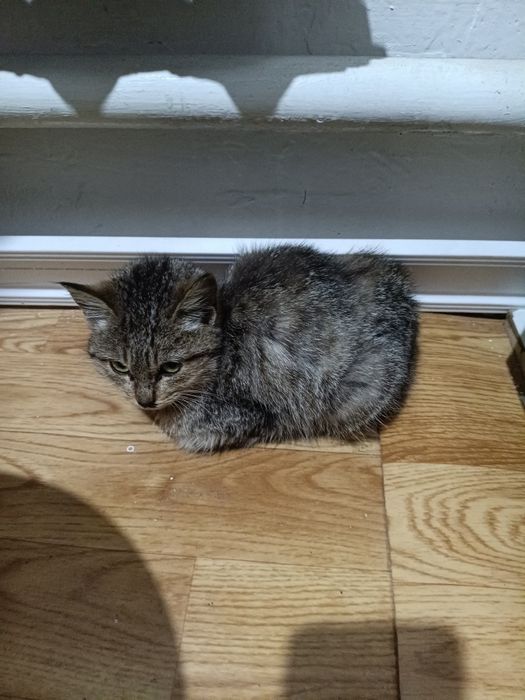 Котенок в добрые руки