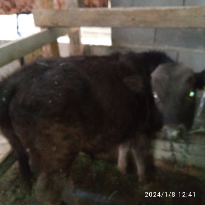 Продам Бычка по клички Тигор