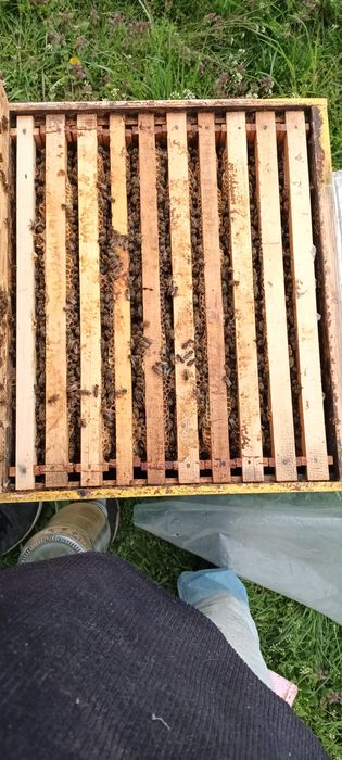 Vând familii de albine