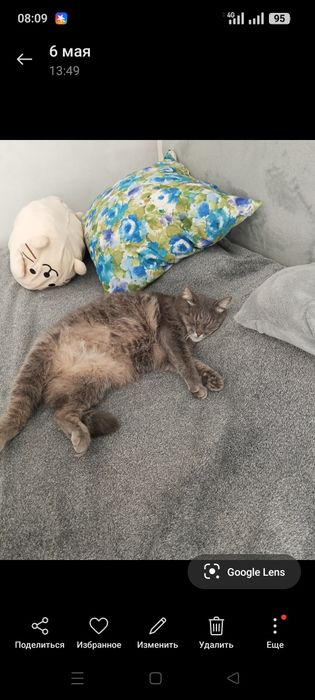 Пропал домашний кот