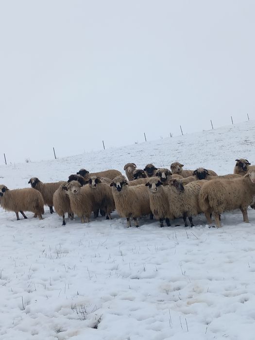Vând 20 de  oii tinere miori mai multe detalii la telefon