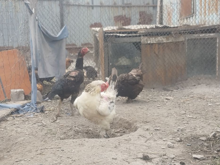 Продаю кур оптом породистые
