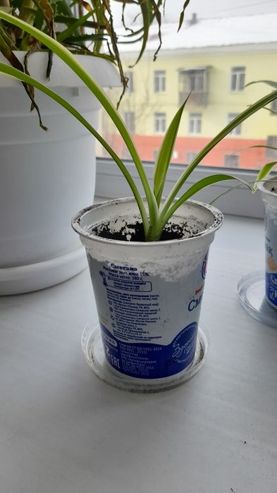 Продам цветы хлорофитум