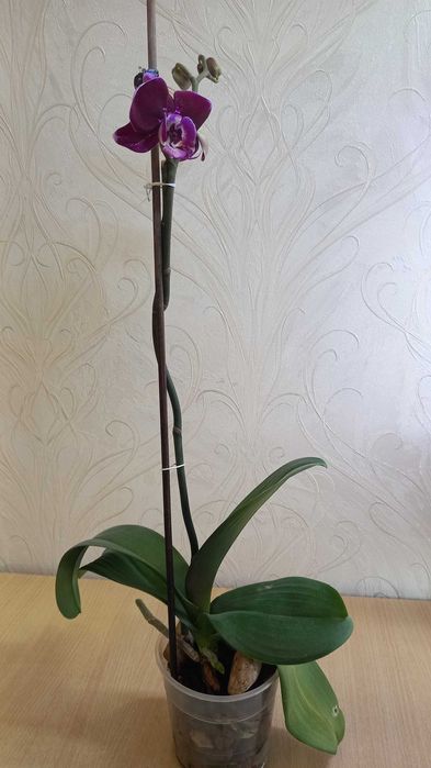 Орхидея фаленопсис цветущая продам