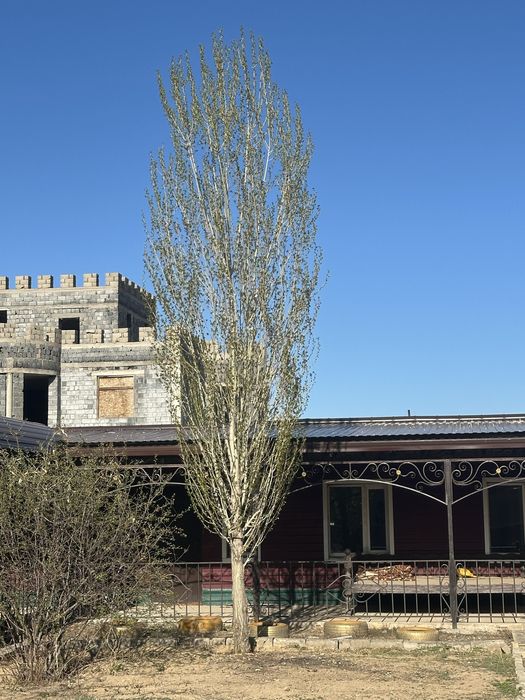 Саженцы яблони, груши, тополь