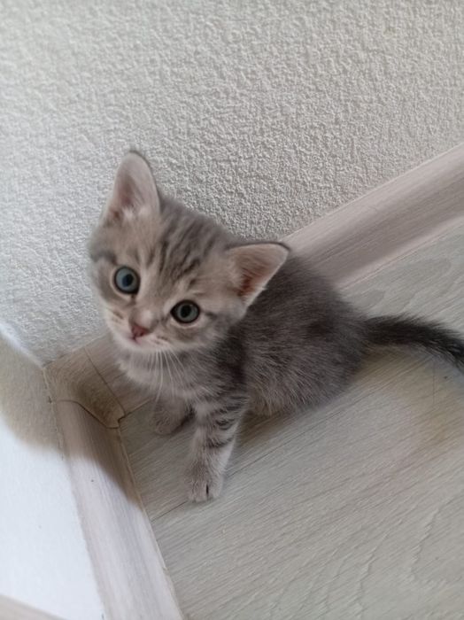 Отдадим котят даром
