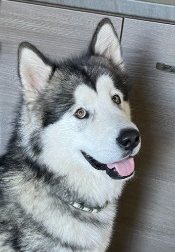 Adoptie Malamut de Alaska