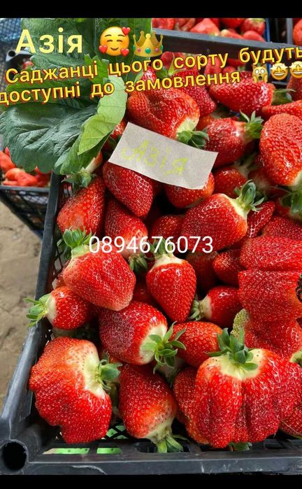 Продавам разсат ягоди