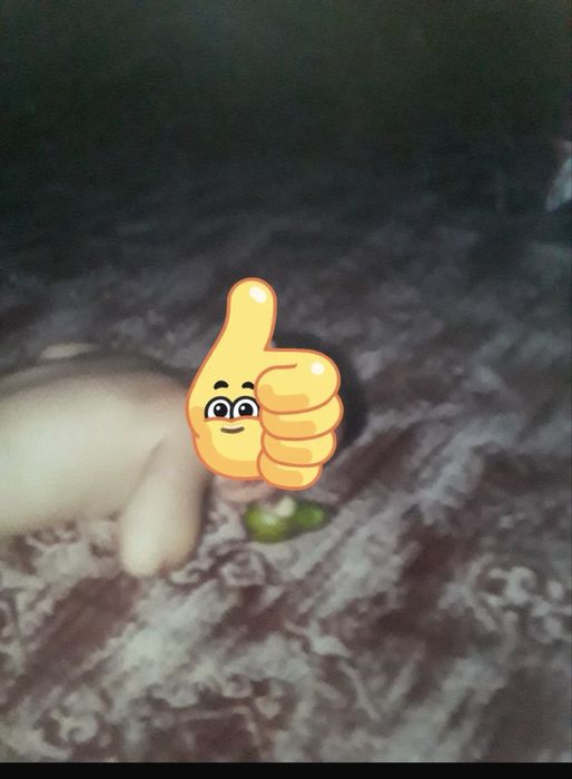 Срочно продам Паласс