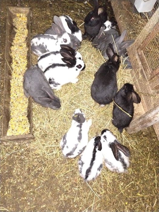 Iepuri Fluture German