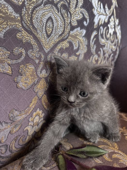 Котенок девочка