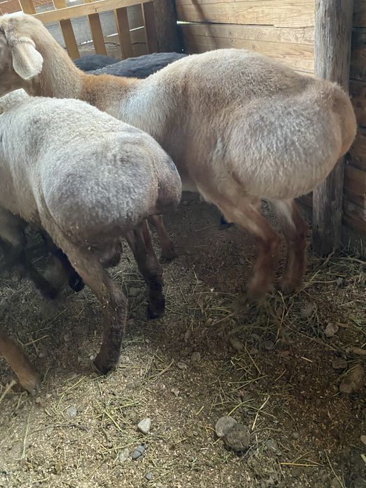 Токты кошкар семыз