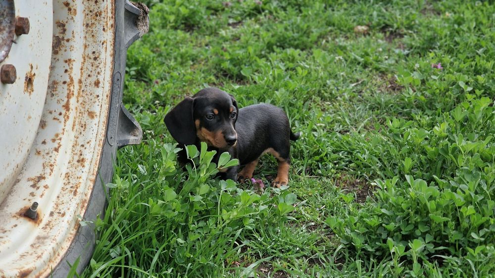 Tekel femela iepurar