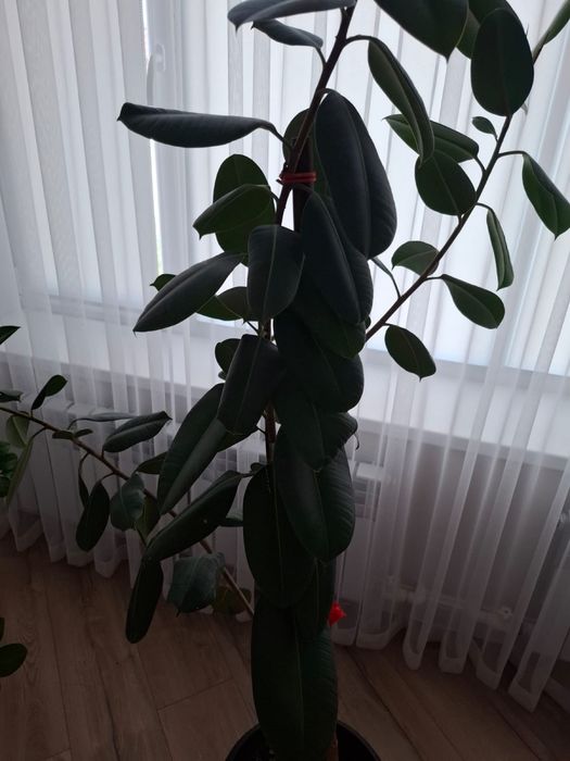 Продам цветы комнатные