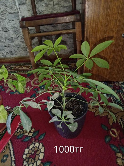 Үй гүлдерді гаршокпен