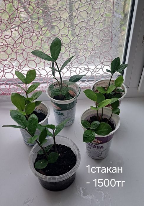 Долларовое , пеларгония, каланхоэ, диффенбахия