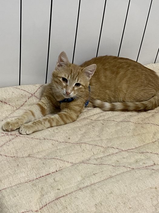 Отдам котика в добрые руки