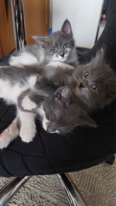 Отдам котенка 2 мес