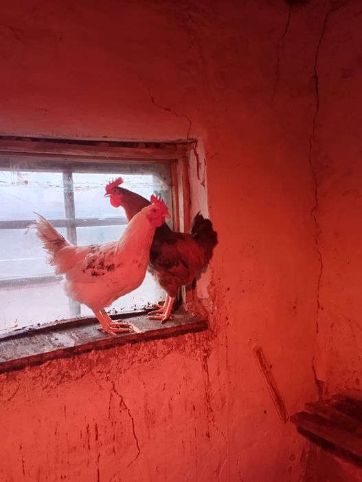 Молодые петушки 4000